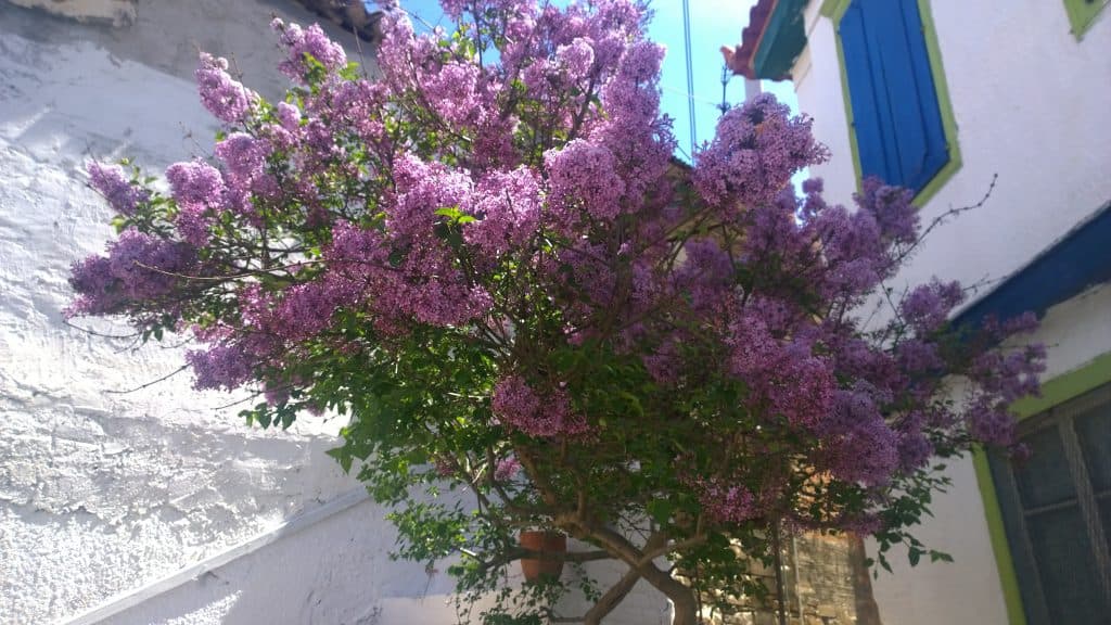 Samos