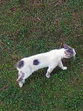 kuyruksuz kedi 280x